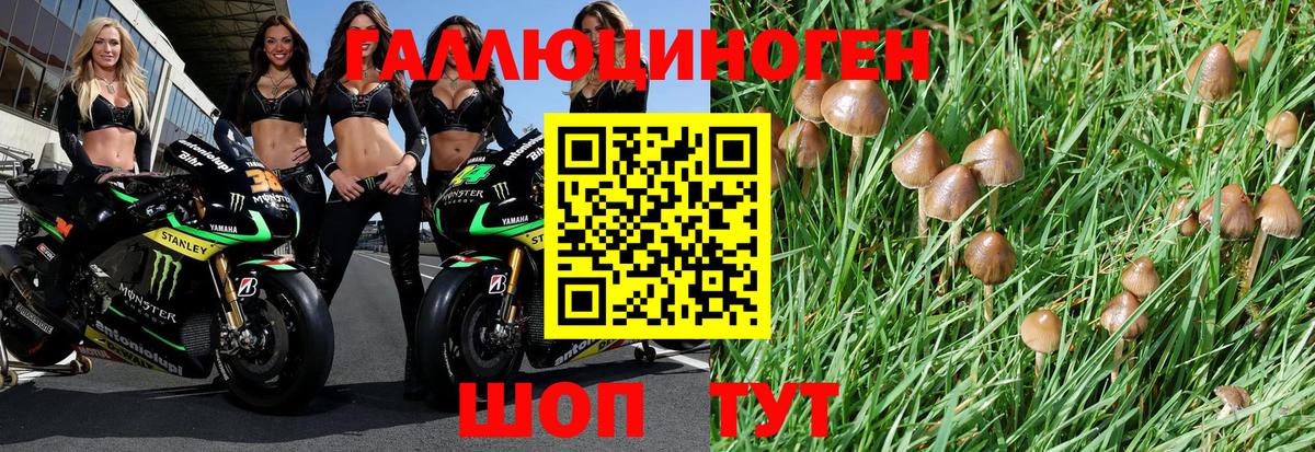 Псилоцибиновые грибы Psilocybe Валуйки